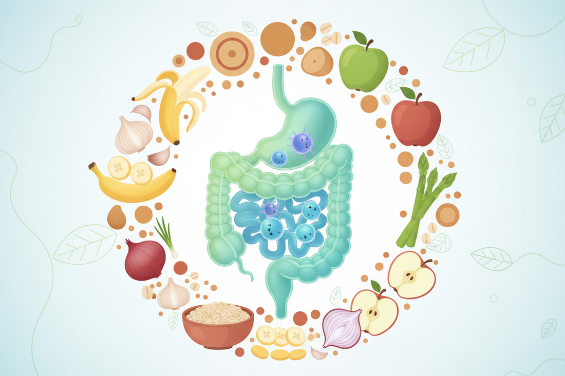 Gut Health & Prebiotics
